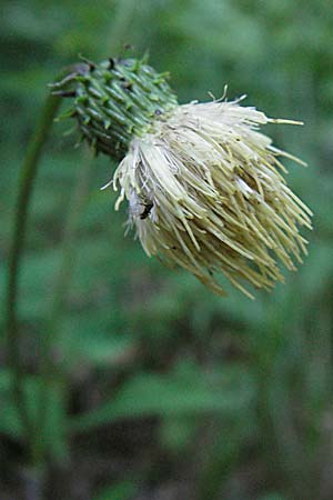 Cirsium erisithales \ Klebrige Kratzdistel / Yellow Thistle, Kroatien/Croatia Risnjak 15.7.2007