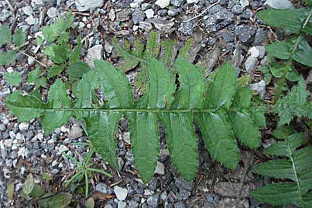 Cirsium erisithales \ Klebrige Kratzdistel, Kroatien Risnjak 15.7.2007