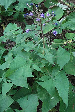 Cicerbita alpina \ Alpen-Milchlattich, Blaue Sau-Distel, Kroatien Velebit 17.7.2007