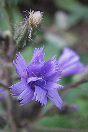 Cicerbita alpina \ Alpen-Milchlattich, Blaue Sau-Distel, Kroatien Velebit 17.7.2007