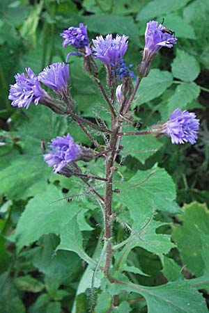 Cicerbita alpina \ Alpen-Milchlattich, Blaue Sau-Distel, Kroatien Velebit 17.7.2007