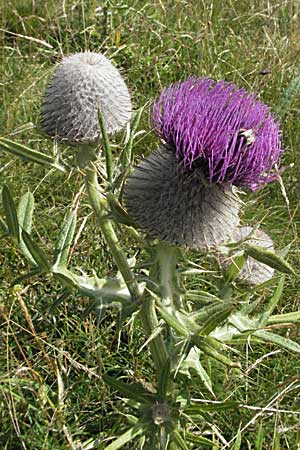 Cirsium eriophorum \ Wollkopf-Kratzdistel, Woll-Kratzdistel / Wooly Thistle, Kroatien/Croatia Velebit Zavizan 17.7.2007