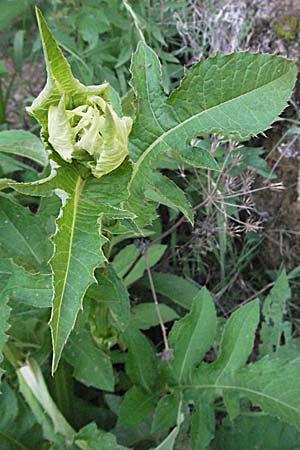 Cirsium oleraceum \ Kohl-Kratzdistel, Kohl-Distel, Kroatien Plitvička 19.7.2007