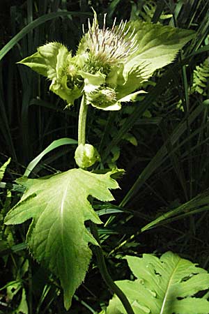 Cirsium oleraceum \ Kohl-Kratzdistel, Kohl-Distel, Kroatien Plitvička 19.7.2007