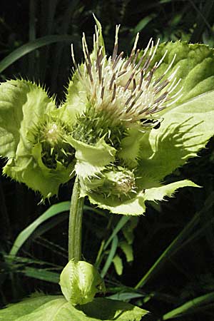 Cirsium oleraceum \ Kohl-Kratzdistel, Kohl-Distel / Cabbage Thistle, Kroatien/Croatia Plitvička 19.7.2007