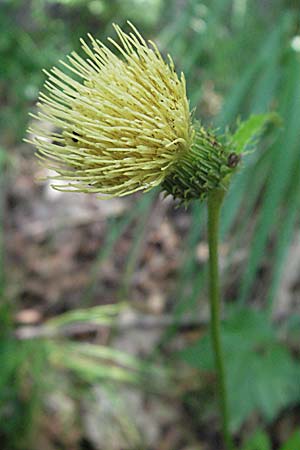 Cirsium erisithales \ Klebrige Kratzdistel, Kroatien Plitvička 19.7.2007