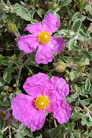 Cistus incanus subsp. creticus \ Kretische Zistrose / Cretan Cistus, Kroatien/Croatia Istrien/Istria, Premantura 5.6.2008