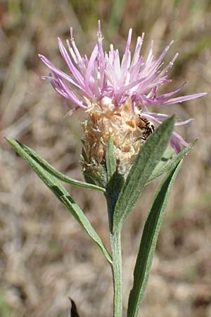 Centaurea jacea \ Wiesen-Flockenblume / Brown Knapweed, Kroatien/Croatia Istrien/Istria, Vrh 11.8.2016