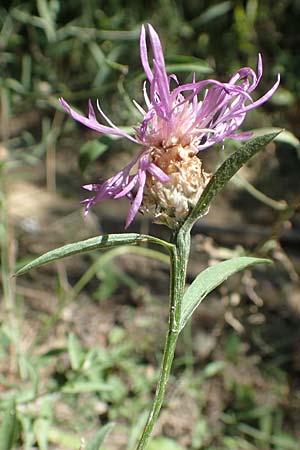 Centaurea jacea \ Wiesen-Flockenblume, Kroatien Istrien, Vrh 11.8.2016