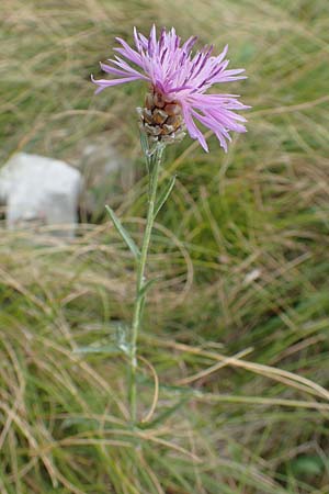 Centaurea jacea \ Wiesen-Flockenblume / Brown Knapweed, Kroatien/Croatia Učka 12.8.2016