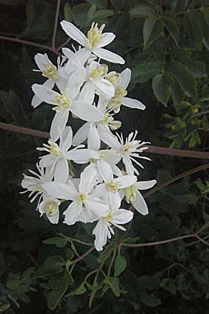 Clematis flammula \ Brennende Waldrebe, Kroatien Senj 16.7.2007