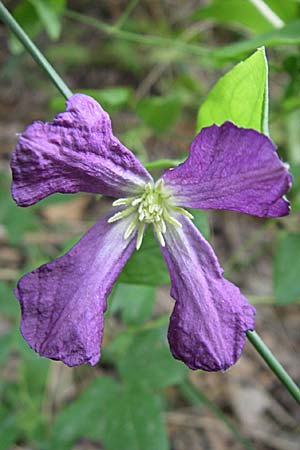 Clematis viticella \ Italienische Waldrebe, Kroatien Visovac 2.6.2008