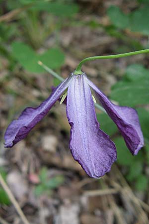 Clematis viticella \ Italienische Waldrebe, Kroatien Visovac 2.6.2008