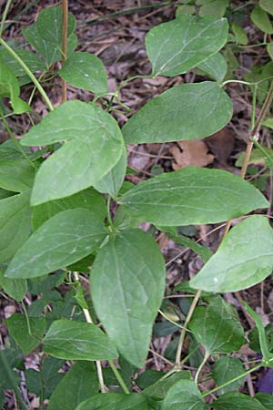 Clematis viticella \ Italienische Waldrebe, Kroatien Visovac 2.6.2008