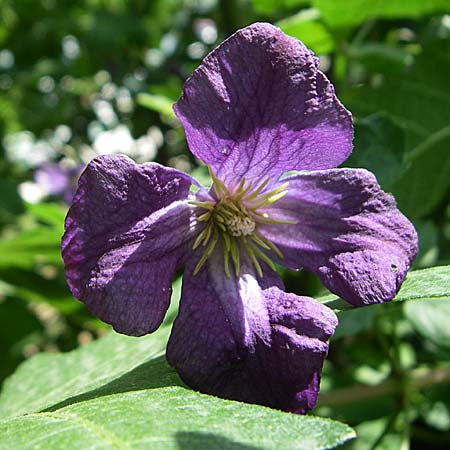 Clematis viticella \ Italienische Waldrebe, Kroatien Krka 3.6.2008