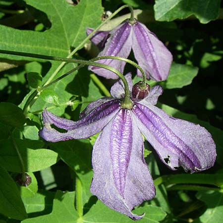 Clematis viticella \ Italienische Waldrebe / Italian Clematis, Kroatien/Croatia Krka 3.6.2008