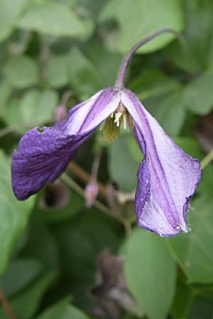 Clematis viticella \ Italienische Waldrebe / Italian Clematis, Kroatien/Croatia Krka 3.6.2008