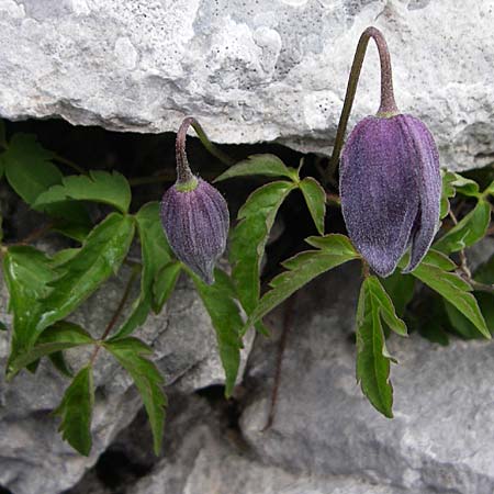 Clematis alpina \ Alpenrebe, Alpen-Waldrebe / Alpine Clematis, Kroatien/Croatia Velebit Zavizan 4.6.2008