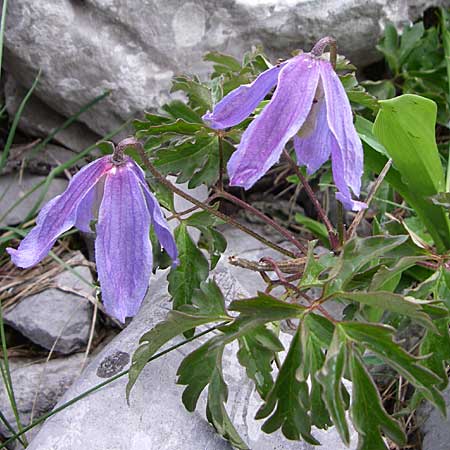 Clematis alpina \ Alpenrebe, Alpen-Waldrebe / Alpine Clematis, Kroatien/Croatia Velebit Zavizan 4.6.2008