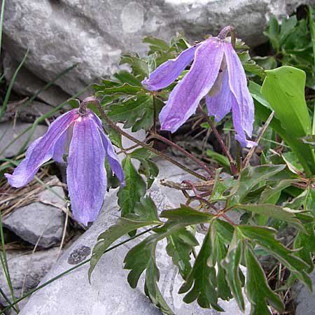 Clematis alpina \ Alpenrebe, Alpen-Waldrebe / Alpine Clematis, Kroatien/Croatia Velebit Zavizan 4.6.2008