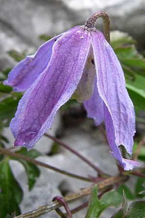 Clematis alpina / Alpine Clematis, Croatia Velebit Zavizan 4.6.2008