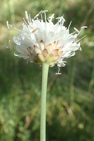 Cephalaria leucantha \ Weier Schuppenkopf / Yellow Scabiosa, Kroatien/Croatia Risnjak 14.8.2016