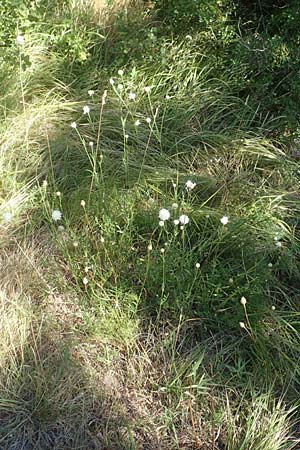 Cephalaria leucantha \ Weier Schuppenkopf, Kroatien Risnjak 14.8.2016