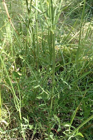 Cephalaria leucantha \ Weier Schuppenkopf / Yellow Scabiosa, Kroatien/Croatia Risnjak 14.8.2016