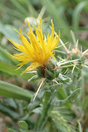 Centaurea solstitialis \ Sonnwend-Flockenblume / Yellow Star Thistle, Kroatien/Croatia Istrien/Istria, Labin 17.8.2016