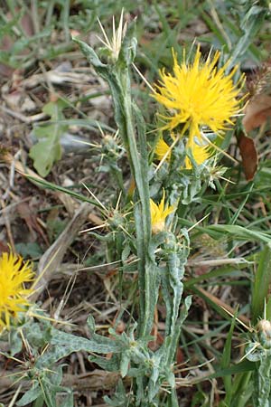 Centaurea solstitialis \ Sonnwend-Flockenblume / Yellow Star Thistle, Kroatien/Croatia Istrien/Istria, Labin 17.8.2016