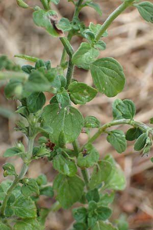 Clinopodium calamintha \ Kleinbltige Bergminze / Lesser Calamint, Kroatien/Croatia Istrien/Istria, Labin 17.8.2016