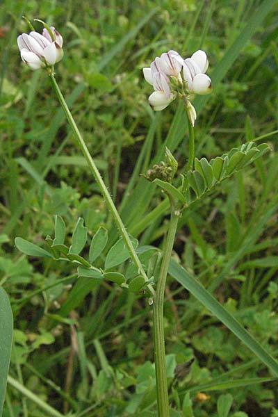 Securigera cretica \ Kretische Beilwicke / Cretan Hatchet Vetch, Kroatien/Croatia Istrien/Istria, Motovun 28.5.2006