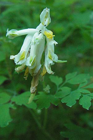 Corydalis alba \ Blagelber Lerchensporn, Kroatien Učka 14.7.2007