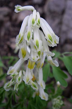 Corydalis alba \ Blagelber Lerchensporn, Kroatien Velebit 3.6.2008