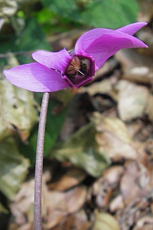 Cyclamen purpurascens \ Europisches Alpenveilchen, Kroatien Medvednica 1.7.2010