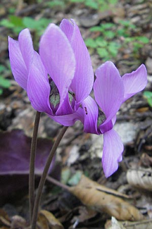 Cyclamen purpurascens / Cyclamen, Croatia Medvednica 1.7.2010