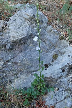 Campanula pyramidalis \ Adriatische Glockenblume, Pyramiden-Glockenblume / Chimney Bellflower, Kroatien/Croatia Istrien/Istria, Pazin 13.8.2016