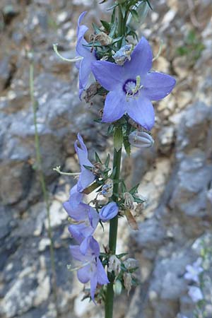 Campanula pyramidalis \ Adriatische Glockenblume, Pyramiden-Glockenblume / Chimney Bellflower, Kroatien/Croatia Istrien/Istria, Pazin 13.8.2016