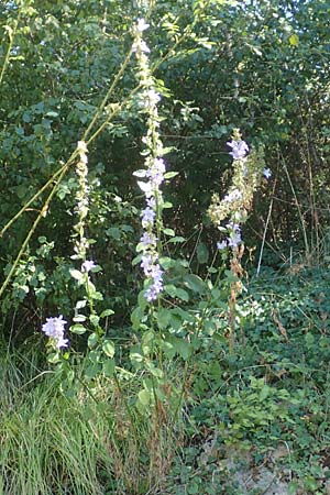 Campanula pyramidalis / Chimney Bellflower, Croatia Istria, Pazin 13.8.2016