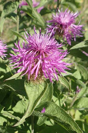 Centaurea nervosa \ Federige Flockenblume / Ornamental Knapweed, Kroatien/Croatia Risnjak 14.8.2016