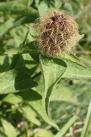 Centaurea nervosa \ Federige Flockenblume / Ornamental Knapweed, Kroatien/Croatia Risnjak 14.8.2016