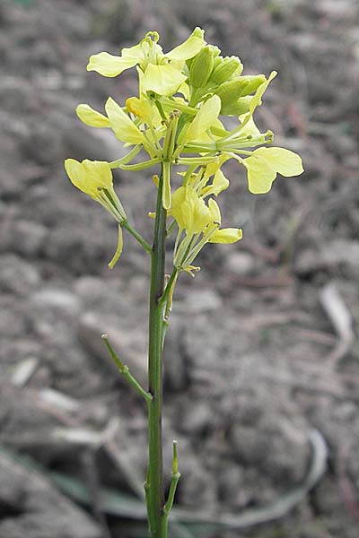 Sinapis arvensis \ Acker-Senf / Field Mustard, Charlock, Kroatien/Croatia Gruda 3.4.2006