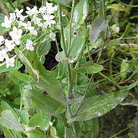 Peltaria alliacea \ Scheibenschtchen, Kroatien Plitvička 3.6.2006