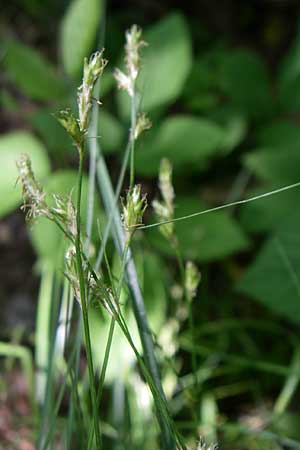 Carex remota \ Winkel-Segge / Remote Sedge, Kroatien/Croatia Plitvička 1.6.2008