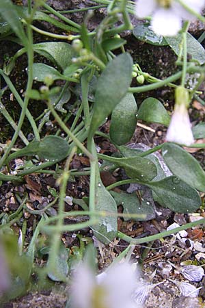 Arabidopsis croatica \ Kroatische SchaumkresseSchaumkresse / Croatian Rock-Cress, Kroatien/Croatia Velebit Zavizan 4.6.2008