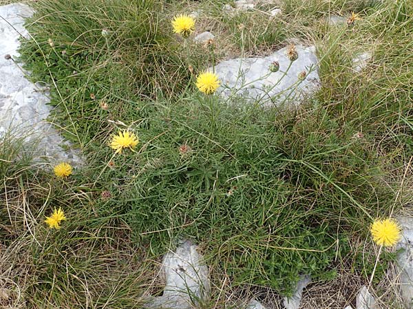 Centaurea rupestris \ Felsen-Flockenblume / Rock Knapweed, Kroatien/Croatia Učka 12.8.2016