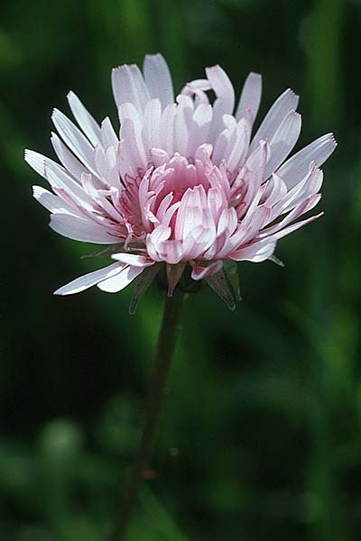 Crepis rubra \ Roter Pippau, Kroatien Korčula, Prizba 5.4.2006