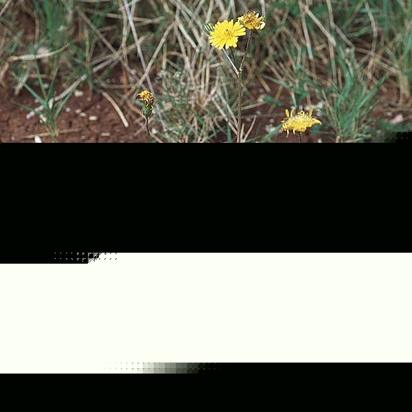 Crepis sancta \ Hasen-Pippau, Kroatien Pelješac, Ston 4.4.2006