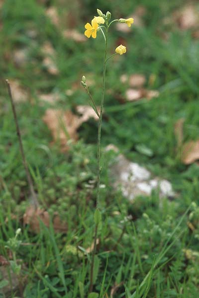 Rapistrum rugosum \ Runzliger Rapsdotter, Kroatien Gruda 3.4.2006