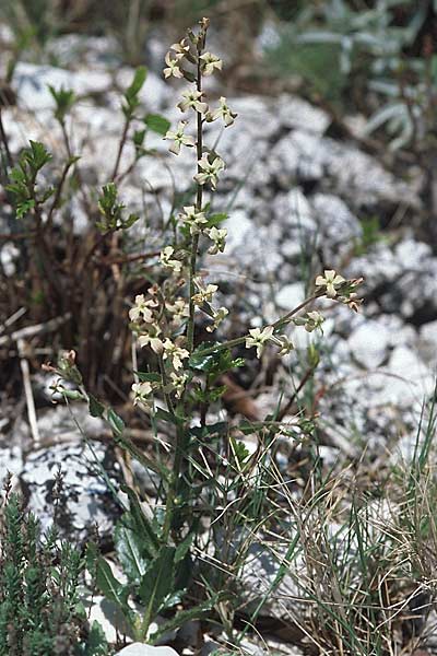 Hesperis laciniata \ Schlitzblttrige Nachtviole, Kroatien Pelješac, Pijavicino 4.4.2006